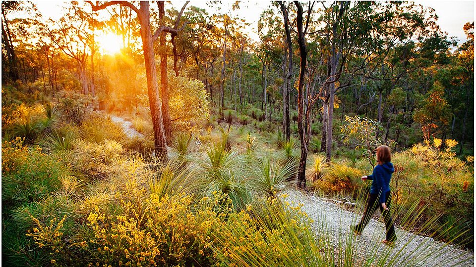 Downfall Creek at Chermside West — grasstree walk