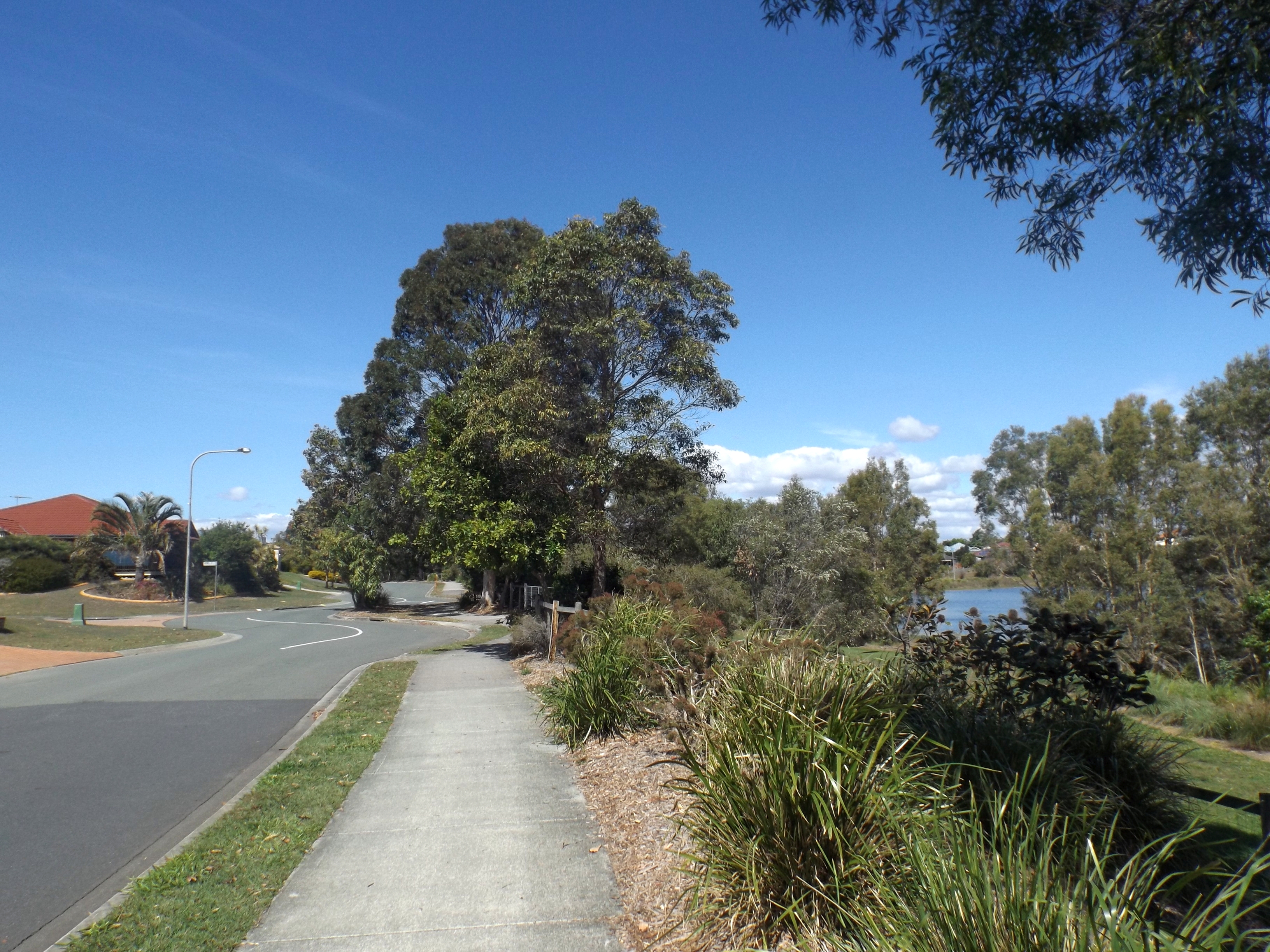Topaz Drive and Halpine Lake at Mango Hill — the master-planned community in full bloom